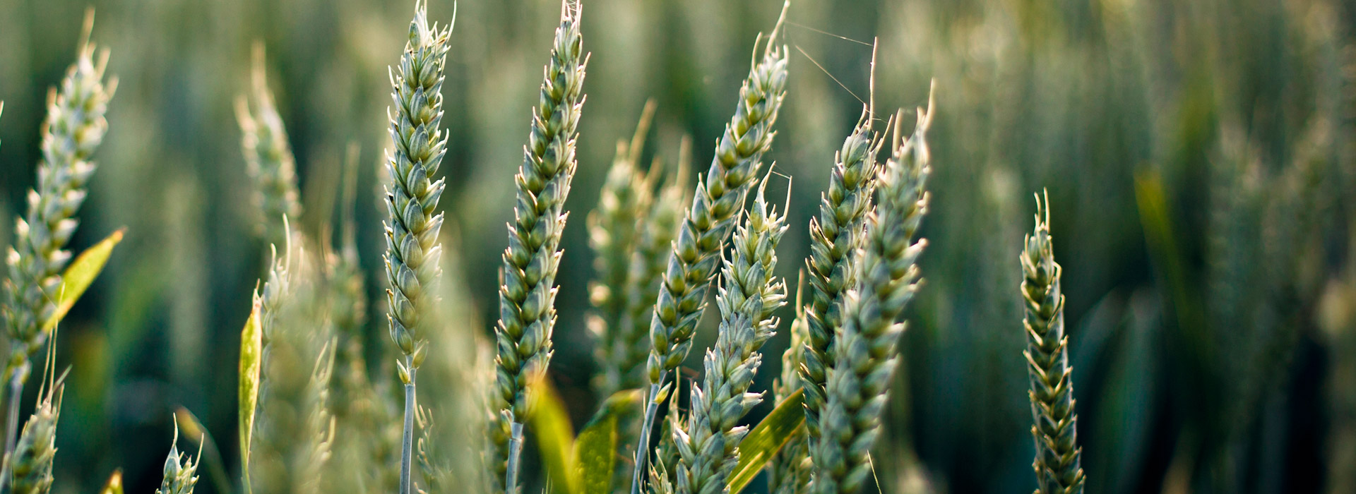 有信誉保障的网页攻击器教程