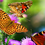 DDOS在线压力测试